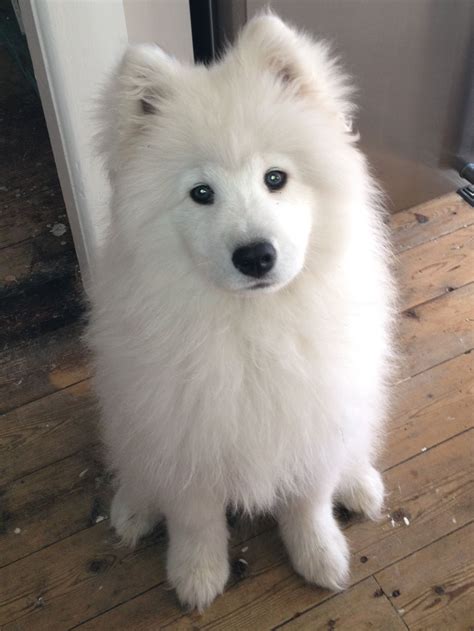 Samoyed Samoyed Dogs Cute Puppies Cute Dogs And Puppies
