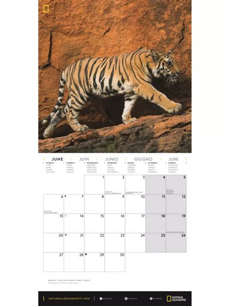 National Geographic Big Cats Calendar 2022