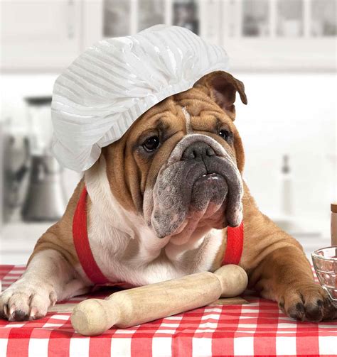 Lamb is an excellent source of protein for dogs and it is a lean source of protein as well which is perfect for bulldogs. Best Food For English Bulldog Adults and Senior Dogs