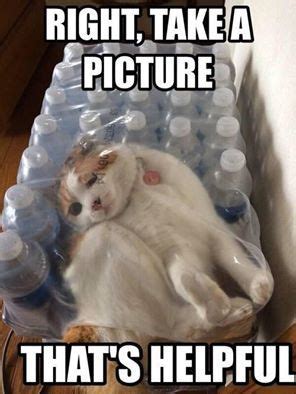 Top Funny Cat Memes Funny Lol Petsies