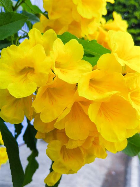 Alisha Wong Yellow Flowering Bush Ontario Summer Flowering Shrubs