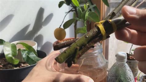 Citrus Rooting 1 How To Root Citrus Cuttings In Water Using Natural