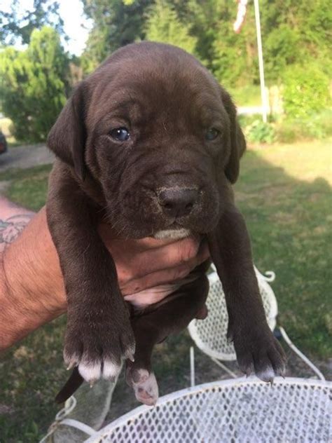 Weight/height/size of pitbull mastiff mix is mastiff pitbull dangerous? pozie: Bullmastiff Pitbull Mix Puppies For Sale