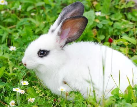 Baby White Rabbit In Grass Stock Photo By ©nataliiamelnyc 44745339