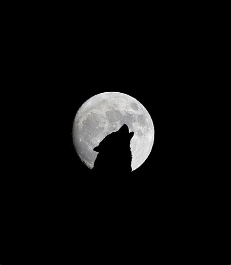 Silhouette Roaring Wolf Front Full Moon Full Moon Dark Night