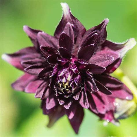 10 Types Of Black Flowers With Pictures
