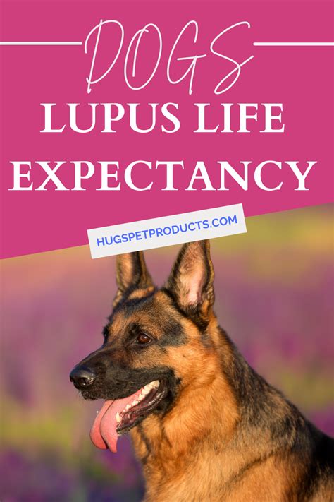 Lupus In Dogs Artofit
