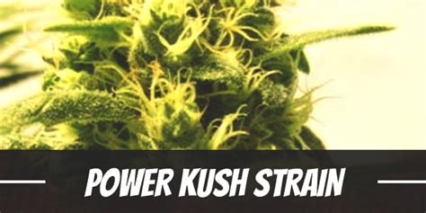 Power Kush Weed Strain Review And Information