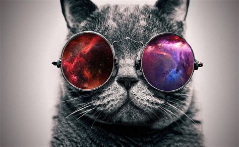Sunglasses Memes Hd Wallpaper Hipster Cat Galaxy Cat