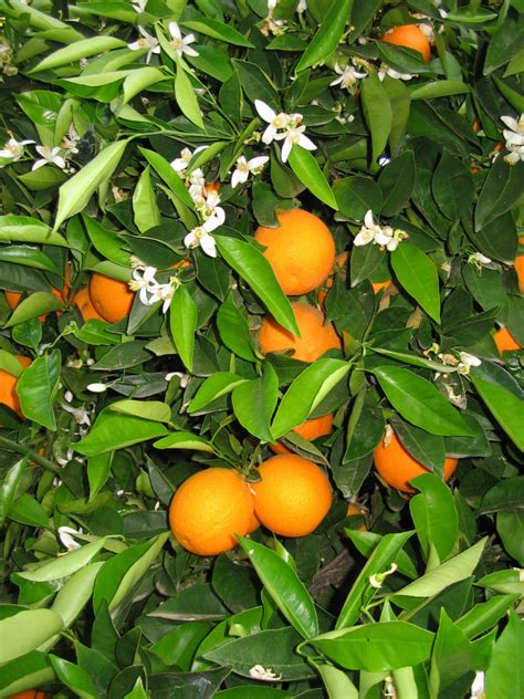 Citrus sinensis 'Washington' - Sloat Garden Center