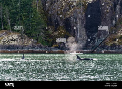 Orcas Orcinus Orca Off The Coast Killer Whales Orford River