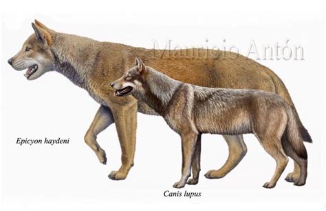 Size Comparison Of Extinct Epicyon A Large Bone Crushing Dog About The