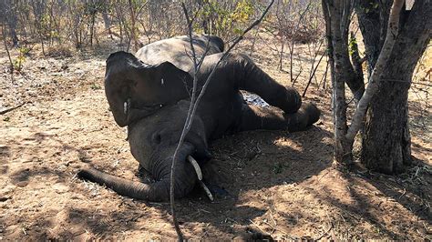Zimbabwe Elephants Died From Bacterial Disease Say Experts Wane 15