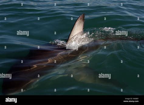 Great White Shark Breaching In South Africa Stock Photo Alamy