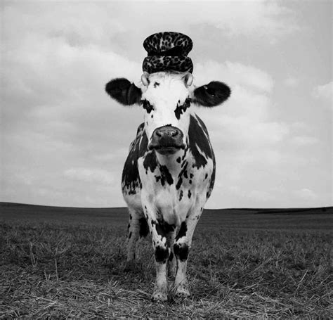 if it s hip it s here archives this model really is a heifer jean baptiste mondino s cow