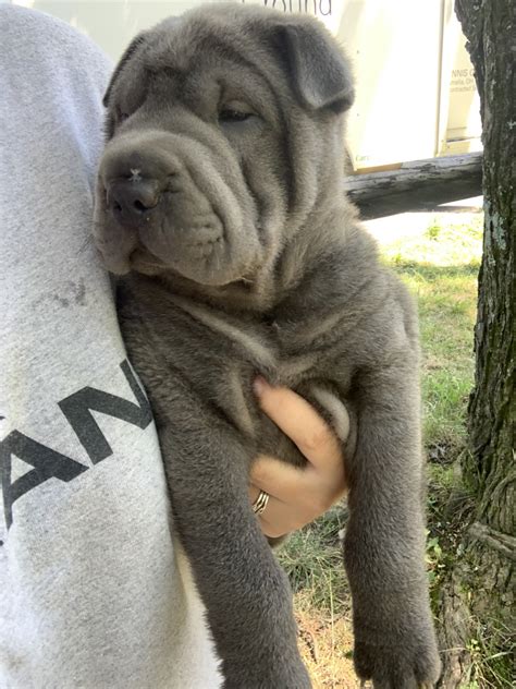 Chinese Shar Pei Puppies For Sale Cincinnati Oh 332514
