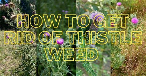 How To Get Rid Of Thistle Weeds In Ways Lawn Gardeners