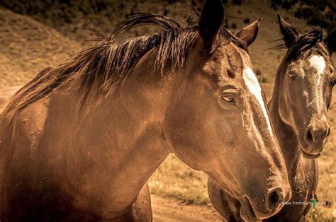 Horses #horses #horse #utah #parkcity | Horses, Instagram posts, Park city