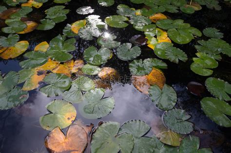 Leaves Of Water Lilies On The Water Surface Stock Image Image Of