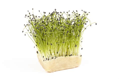 How To Grow Garlic Chives From Seed Chives Will Easily Grow In A