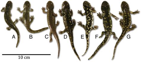 Invasive Hybrid Tiger Salamander Genotypes Impact Native Amphibians Pnas
