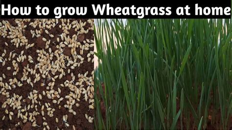 How To Grow Wheatgrass At Home How To Grow Wheatgrass In Soil Youtube