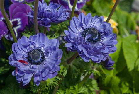 How To Grow And Care For Anemone Windflower