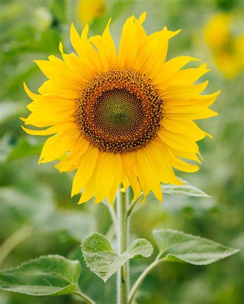 Sunspot Dwarf Sunflower Helianthus Annuus Yellow Etsy