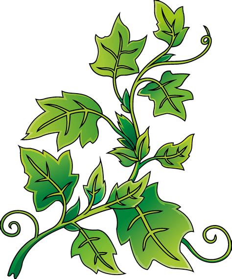 Ivy Clipart Free Download Transparent Png Clipart Library Clip Art
