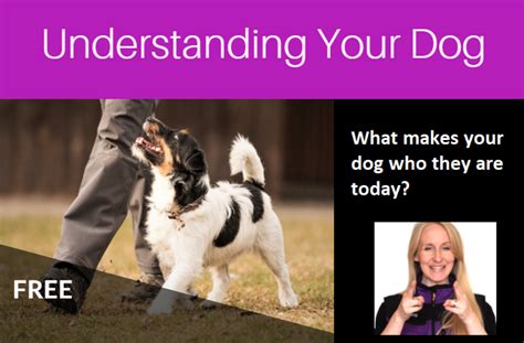 Understanding Your Dog Epicdog Training Academy