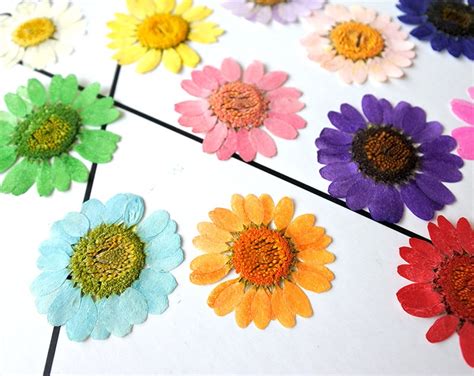 Floral Pressed Flowers Resin Daisy Pressed Daisys Pieces Pressed