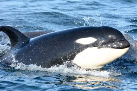 Meet The Killer Whale Behavior Habitat And Characteristics My Animals