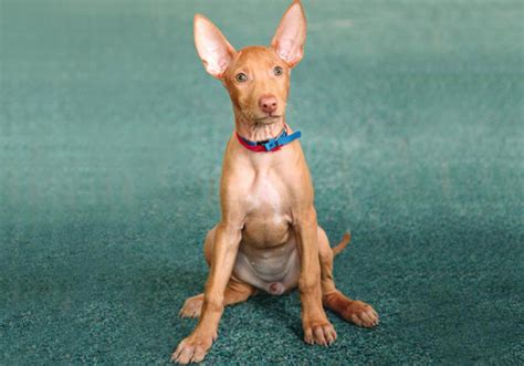 Pharaoh Hound Dog Breed Characteristic Daily And Care Facts