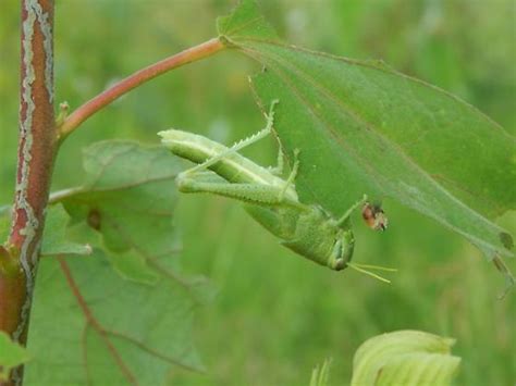 Green Grasshopper Schistocerca Bugguidenet