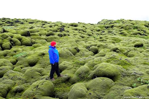 Icelands Eldhraun Lava Field Unmissable Sights Of Moss Covered