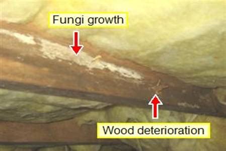 If you suspect a white mold infestation in your house, please accept our sympathies. Help: The dreaded four letter word... MOLD! - Raleigh ...