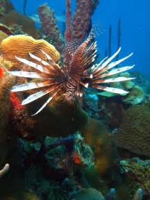 20 Best Marine Life Of Dominican Republic Images On