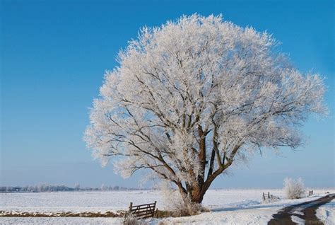 A Single Snow Covered Tree Snow Covered Trees Beautiful Pictures