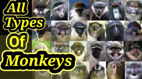 All Types Of Monkeys In The World All Species Of Monkeys On The