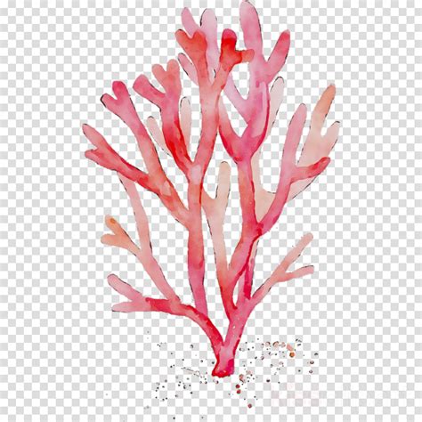 Coral Clipart Pink Coral Coral Pink Coral Transparent