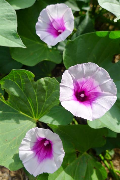 You plant a whole, small potato, or a piece of a larger one for a new plant. Less Noise, More Green: One potato, two potato..