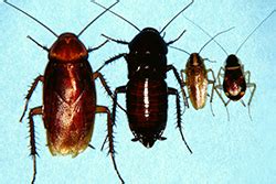 It's a common name used by people in the southeastern united states to describe those cockroaches. Cockroaches: Unwanted home invaders | Nebraska Extension ...