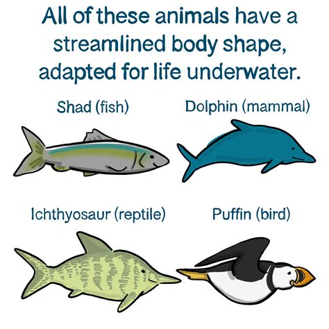 Convergent Evolution — Definition And Examples Expii