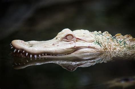 Video Shows Hatching Of Extremely Rare Albino Alligator In Florida
