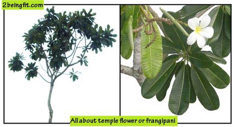 Temple flower or Frangipani proven benefits uses - 2BeingFit