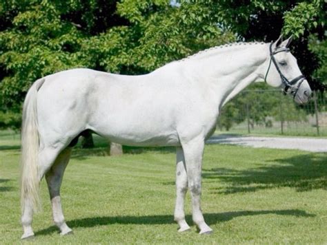 White Grey Dutch Warmblood Sport Horse Standing Conformation Braided