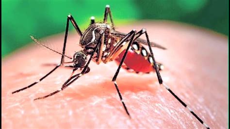 Stopping Zika Mass Sterilization Of Male Mosquitoes Cnn