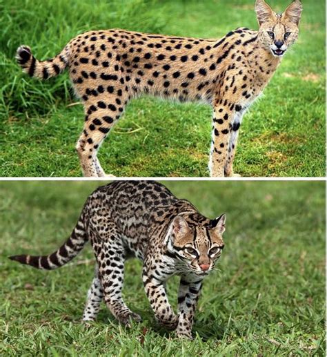 African Serval Vs Savannah Cat Pets Lovers