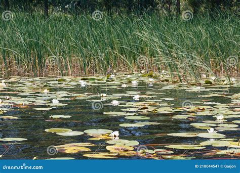 Summer Landscape Water Lilies Lilies On The Water With Flowers Young