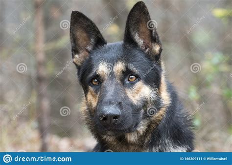 Recklessly Black German Shepherd Police Dog